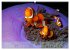 Anemonefish - always busy - always on... - Bild 12
