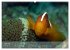 Anemonefish - always busy - always on... - Bild 13