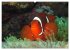 Anemonefish - always busy - always on... - Bild 14