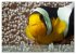 Anemonefish - always busy - always on... - Bild 15