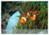 Anemonefish - always busy - always on... - Bild 3