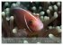 Anemonefish - always busy - always on... - Bild 4