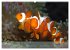 Anemonefish - always busy - always on... - Bild 7