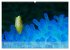 Anemonefish - always busy - always on... - Bild 8