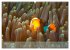 Anemonefish - always busy - always on... - Bild 9
