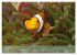 Anemonefish - always busy - always on... - Bild 10