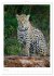 Le Pantanal (Calendrier mural 2026 DIN... - Bild 11