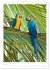 Le Pantanal (Calendrier mural 2026 DIN... - Bild 12