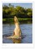 Le Pantanal (Calendrier mural 2026 DIN... - Bild 13