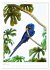 Le Pantanal (Calendrier mural 2026 DIN... - Bild 14