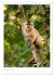 Le Pantanal (Calendrier mural 2026 DIN... - Bild 15