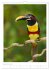 Le Pantanal (Calendrier mural 2026 DIN... - Bild 5