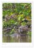 Le Pantanal (Calendrier mural 2026 DIN... - Bild 9