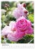 Joie avec des fleurs (Calendrier mural... - Bild 5