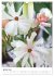 Joie avec des fleurs (Calendrier mural... - Bild 7