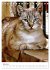 Umbrian Cats (Desk Calendar 2026 DIN A5... - Bild 13