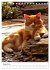 Umbrian Cats (Desk Calendar 2026 DIN A5... - Bild 14