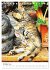 Umbrian Cats (Desk Calendar 2026 DIN A5... - Bild 3