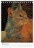 Umbrian Cats (Desk Calendar 2026 DIN A5... - Bild 5