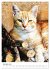 Umbrian Cats (Desk Calendar 2026 DIN A5... - Bild 7