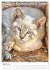 Umbrian Cats (Desk Calendar 2026 DIN A5... - Bild 9