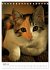 Umbrian Cats (Desk Calendar 2026 DIN A5... - Bild 10