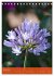 Mexican Garden Flowers - Aguascalientes... - Bild 12