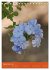 Mexican Garden Flowers - Aguascalientes... - Bild 15