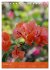 Mexican Garden Flowers - Aguascalientes... - Bild 3
