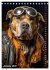 Stylish Dogs (Desk Calendar 2026 DIN A5... - Bild 7