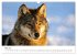Wild Canada (Wall Calendar 2026 DIN A3... - Bild 11