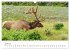 Wild Canada (Wall Calendar 2026 DIN A3... - Bild 12
