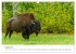 Wild Canada (Wall Calendar 2026 DIN A3... - Bild 14