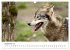Wild Canada (Wall Calendar 2026 DIN A3... - Bild 15