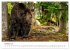 Wild Canada (Wall Calendar 2026 DIN A3... - Bild 3