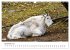 Wild Canada (Wall Calendar 2026 DIN A3... - Bild 4