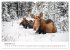 Wild Canada (Wall Calendar 2026 DIN A3... - Bild 5
