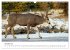 Wild Canada (Wall Calendar 2026 DIN A3... - Bild 7