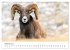 Wild Canada (Wall Calendar 2026 DIN A3... - Bild 8