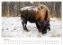 Wild Canada (Wall Calendar 2026 DIN A3... - Bild 10