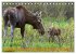 FIRST STEPS FOR BABY MOOSE (Desk... - Bild 12