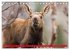 FIRST STEPS FOR BABY MOOSE (Desk... - Bild 14