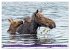 FIRST STEPS FOR BABY MOOSE (Desk... - Bild 15