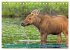 FIRST STEPS FOR BABY MOOSE (Desk... - Bild 3