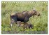 FIRST STEPS FOR BABY MOOSE (Desk... - Bild 4