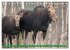 FIRST STEPS FOR BABY MOOSE (Desk... - Bild 5