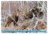 FIRST STEPS FOR BABY MOOSE (Desk... - Bild 7