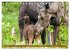 FIRST STEPS FOR BABY MOOSE (Desk... - Bild 9