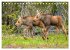 FIRST STEPS FOR BABY MOOSE (Desk... - Bild 10