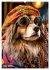 Stylish Dogs (High Quality Premium Wall... - Bild 10